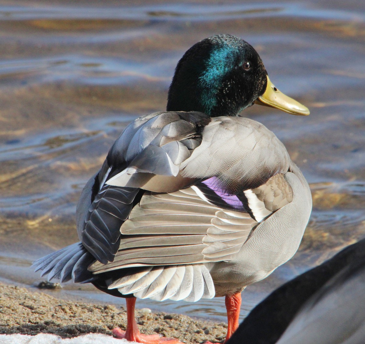 ברכיה - ML646524552