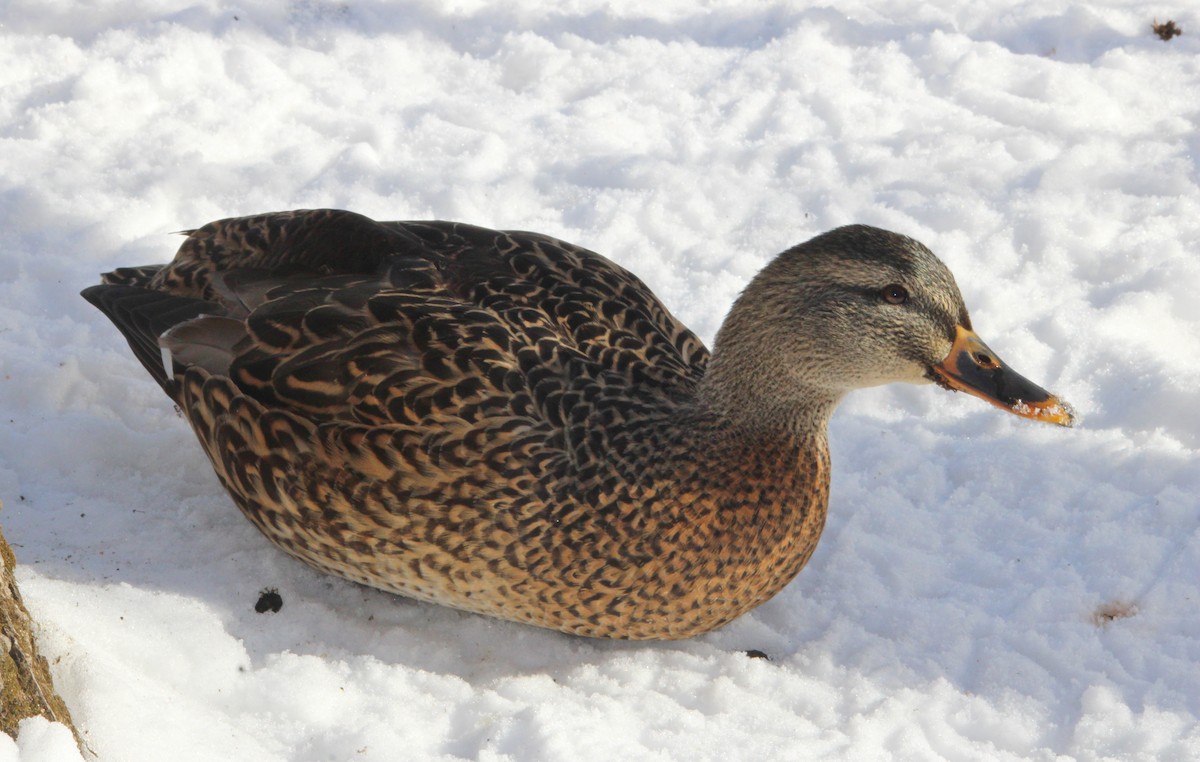 ברכיה - ML646524553