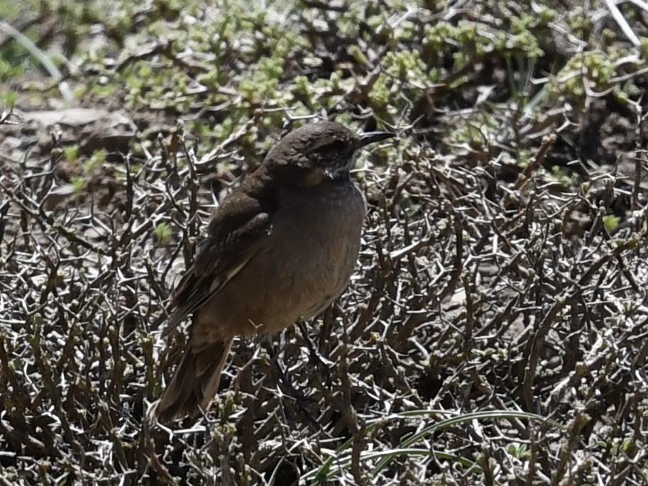 Buff-winged Cinclodes - ML646524554
