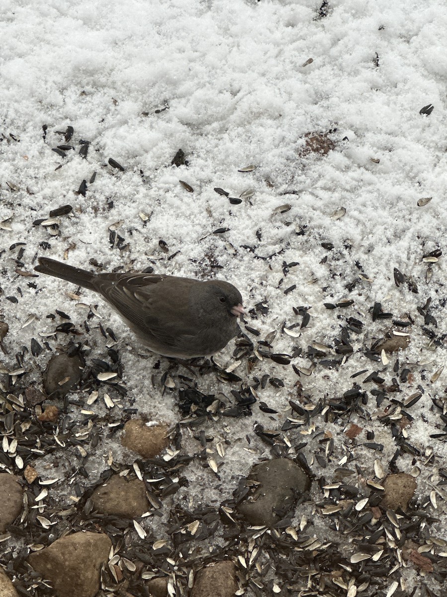 Dark-eyed Junco - ML646524555