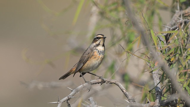 slavík modráček - ML646524556