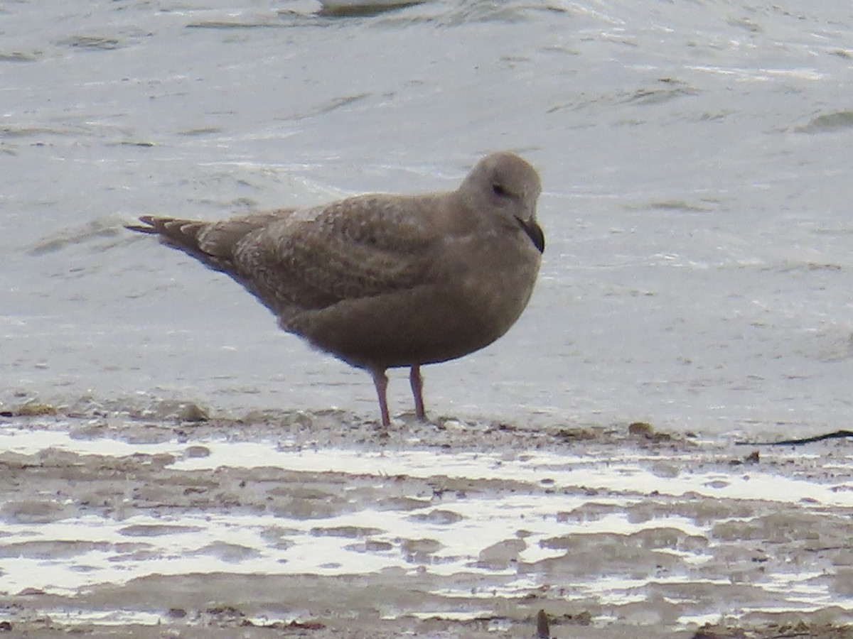 Iceland Gull (Thayer's) - ML646524557