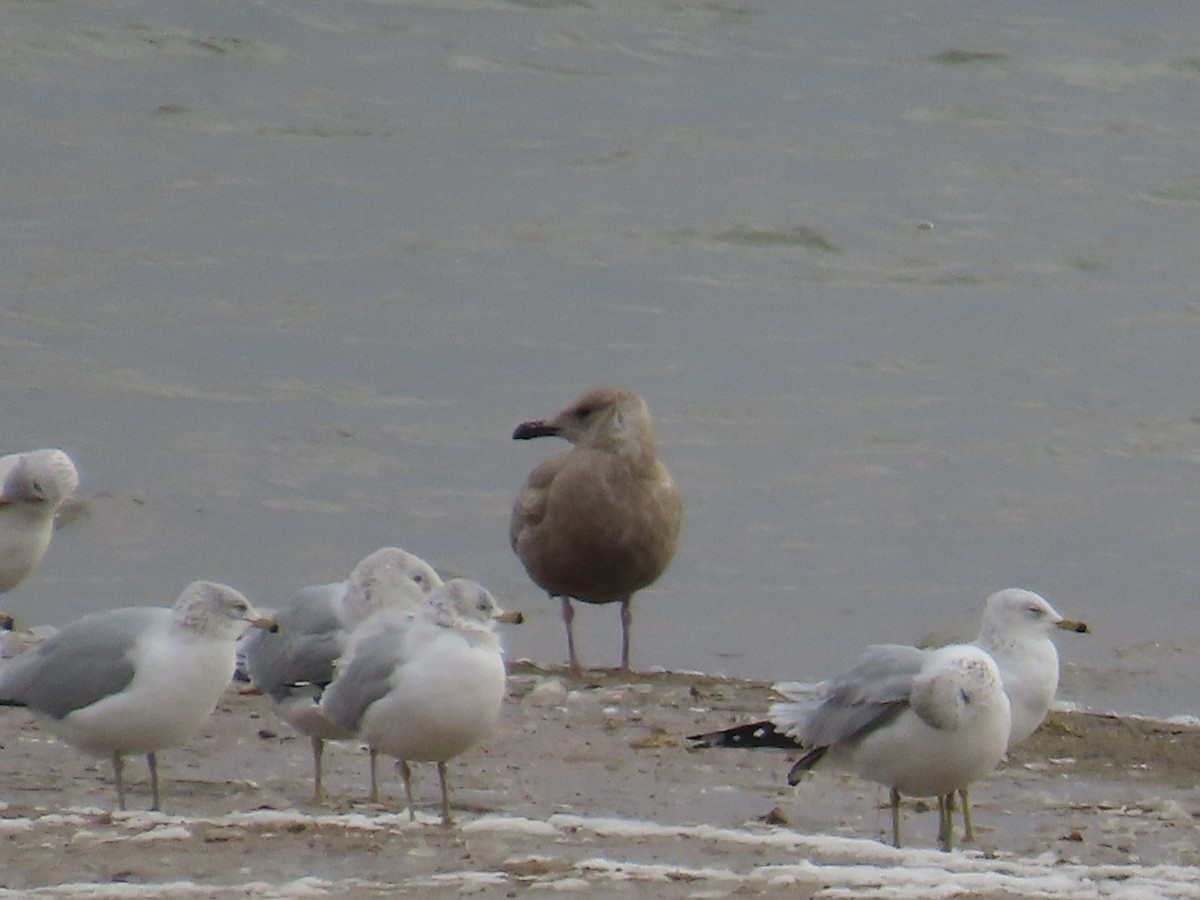 Iceland Gull (Thayer's) - ML646524559