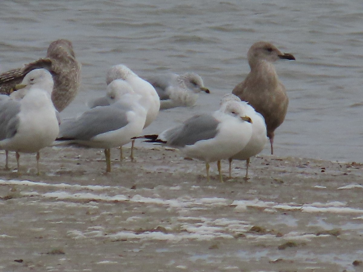 Iceland Gull (Thayer's) - ML646524560