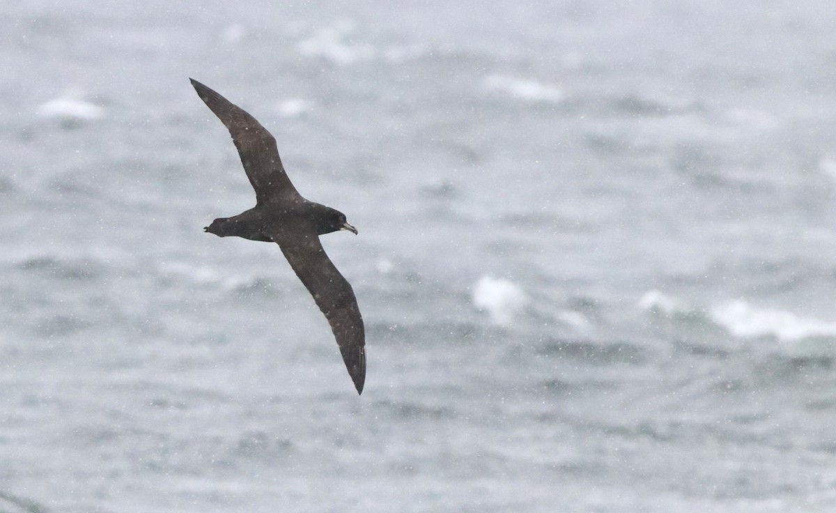 Beyaz Gıdılı Yelkovan - ML646524562