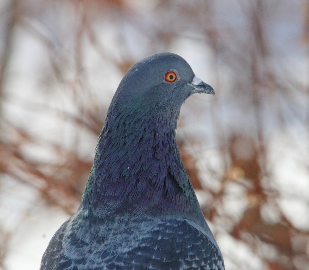 יונת בית - ML646524564