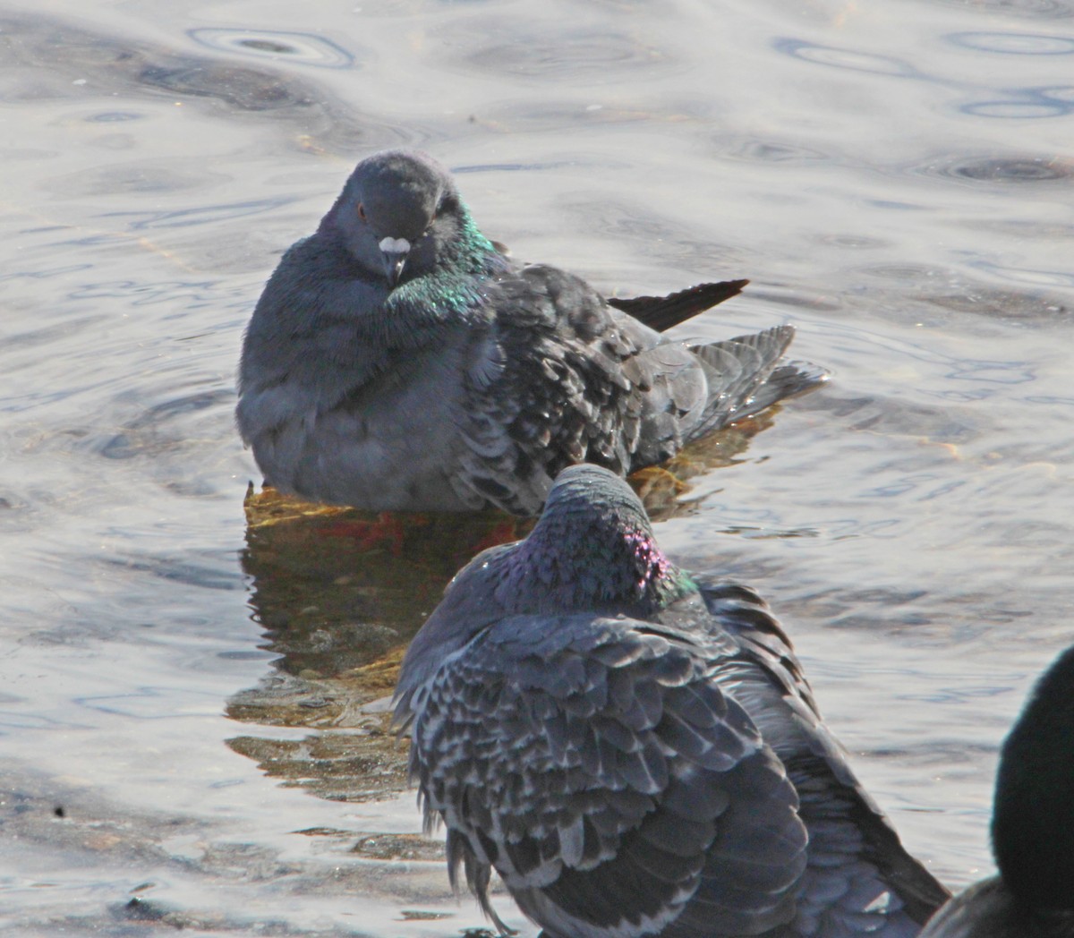 יונת בית - ML646524565