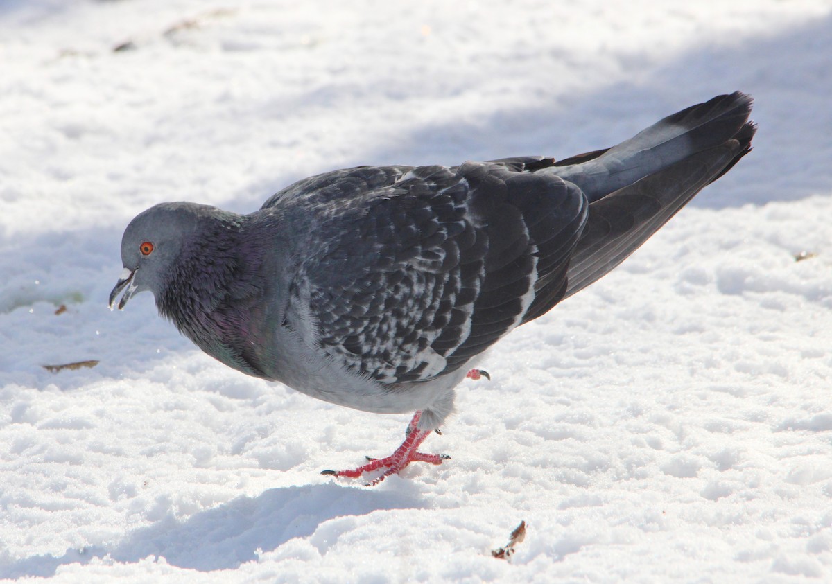 יונת בית - ML646524566