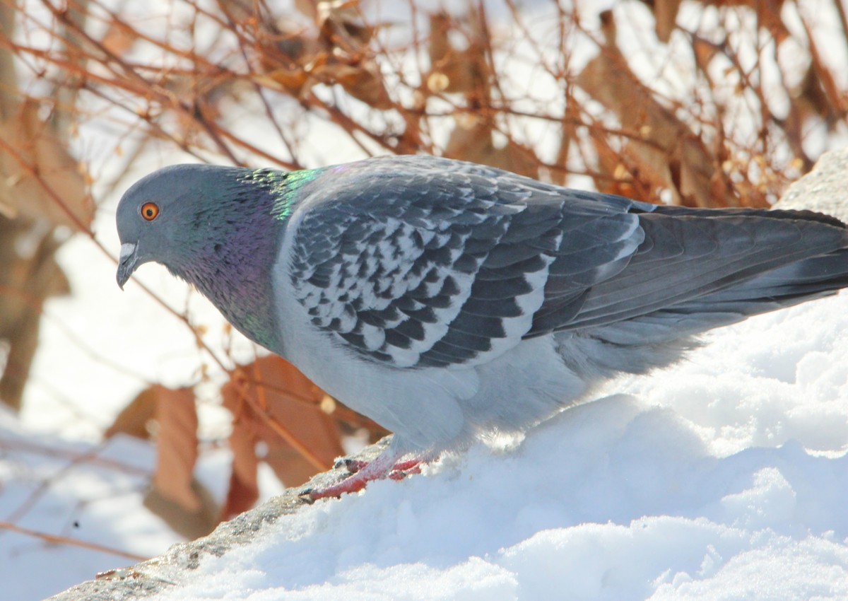 יונת בית - ML646524567