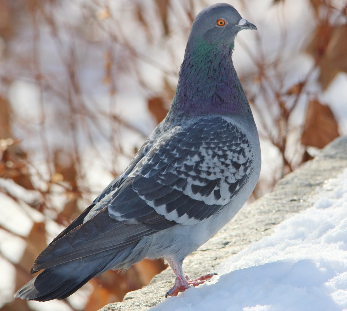 יונת בית - ML646524568