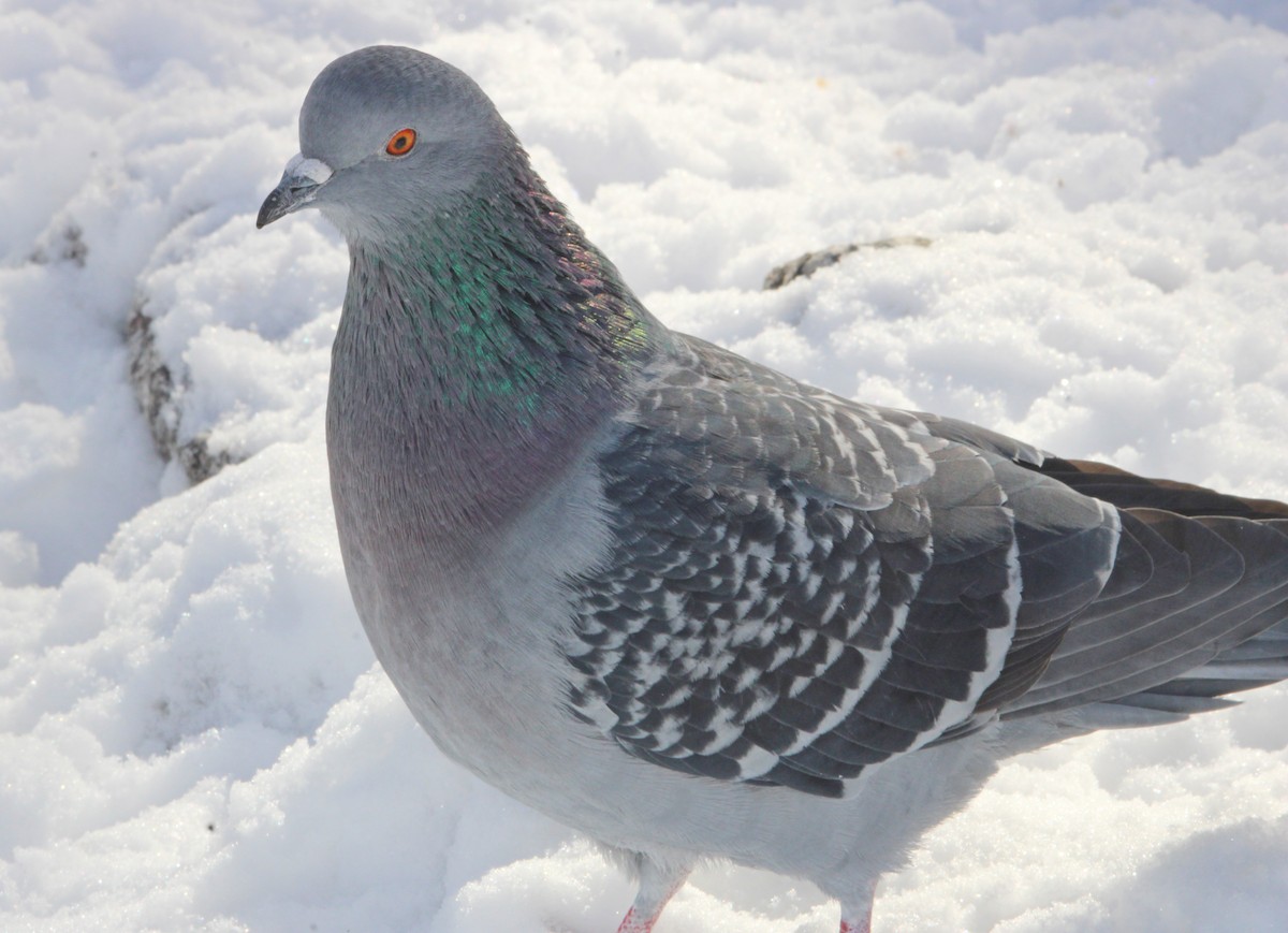 יונת בית - ML646524569