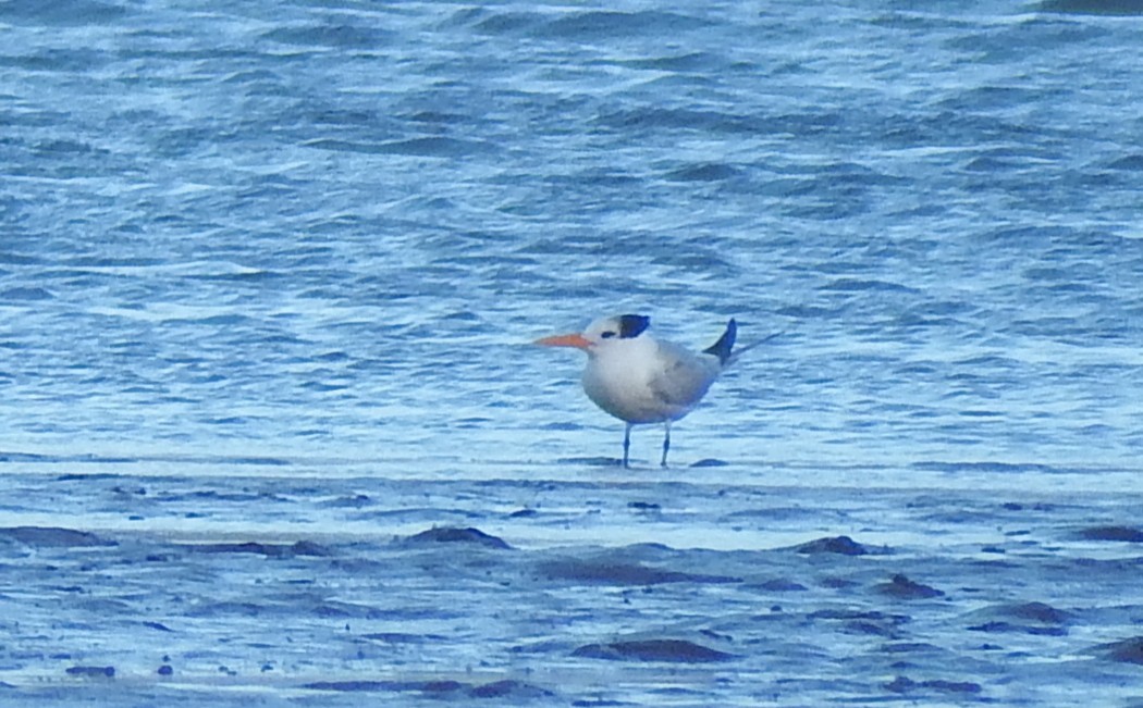 Lesser Crested Tern - ML646524570