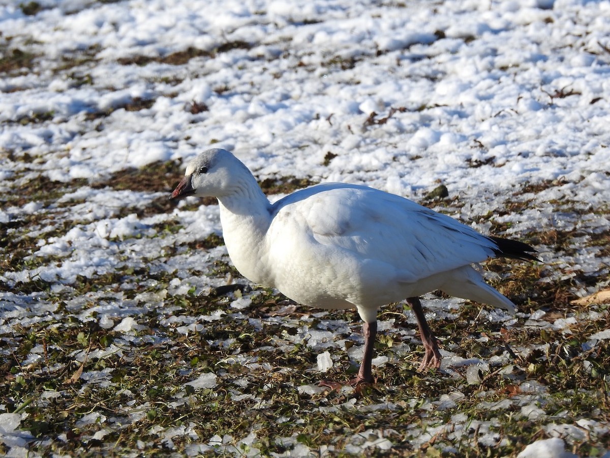 Ross's Goose - ML646524571