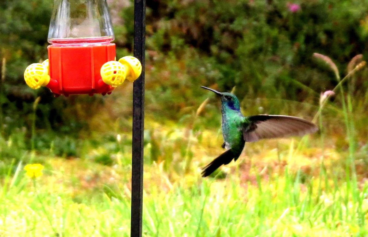 アオミミハチドリ - ML646524572