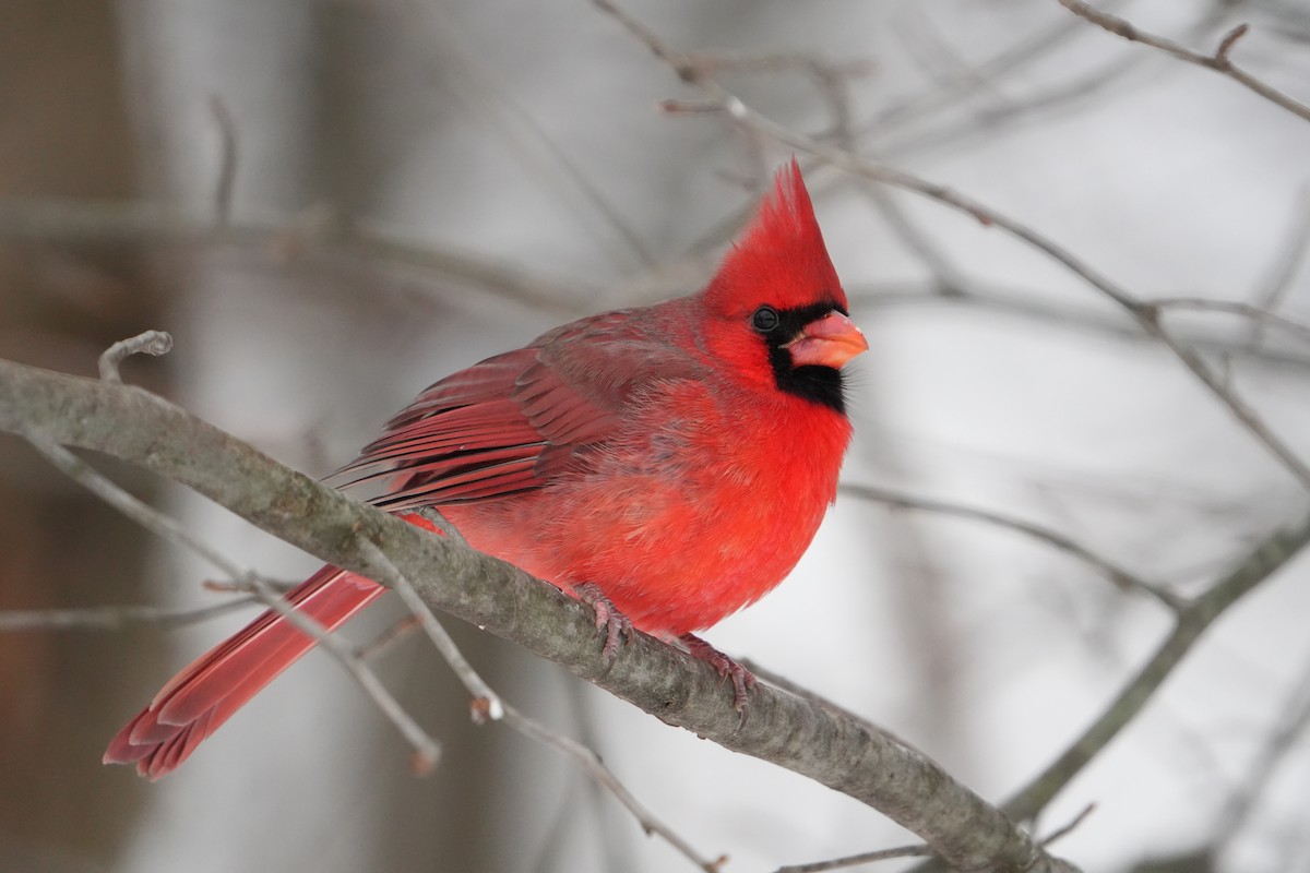 קרדינל צפוני - ML646524578