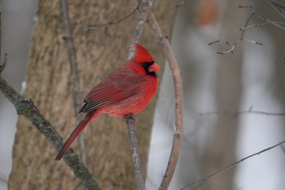 קרדינל צפוני - ML646524579