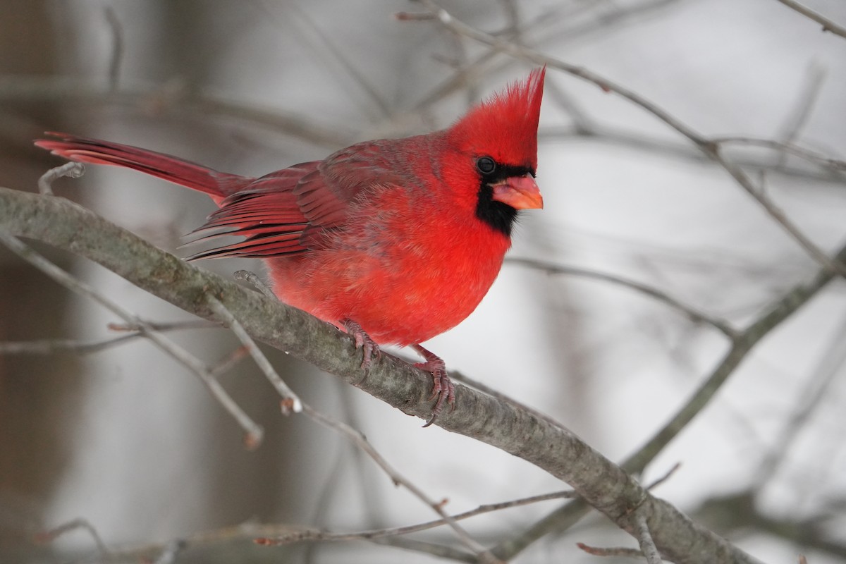 Kardinal arrunta - ML646524580