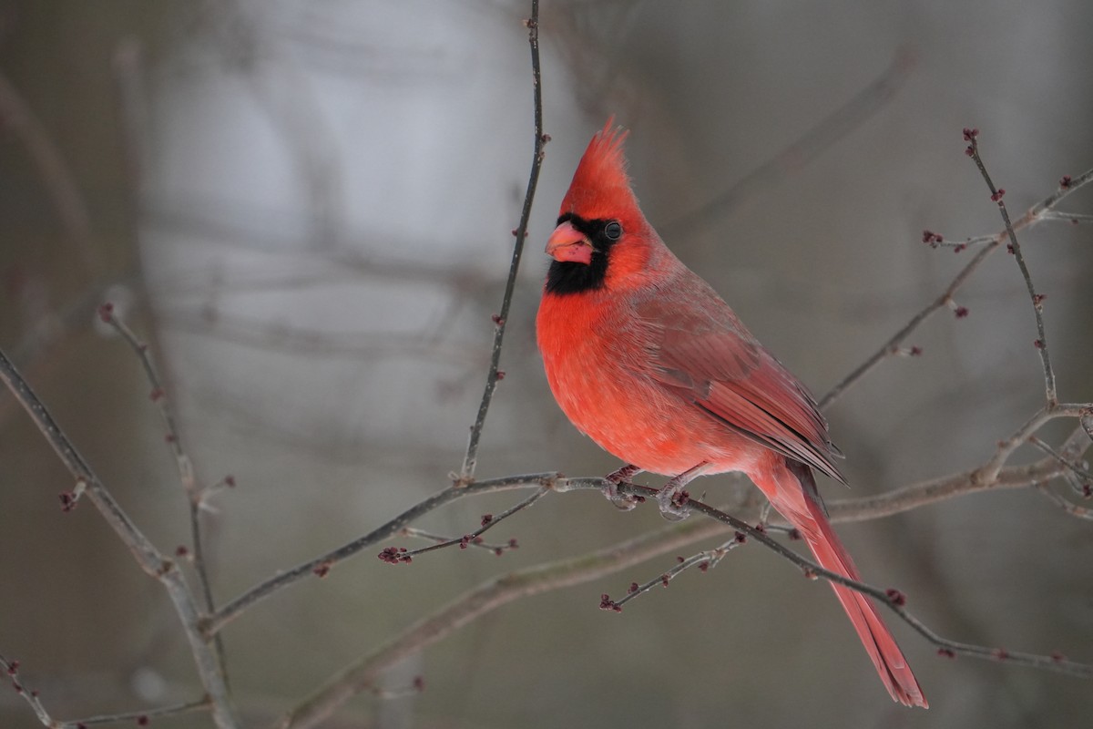 קרדינל צפוני - ML646524581