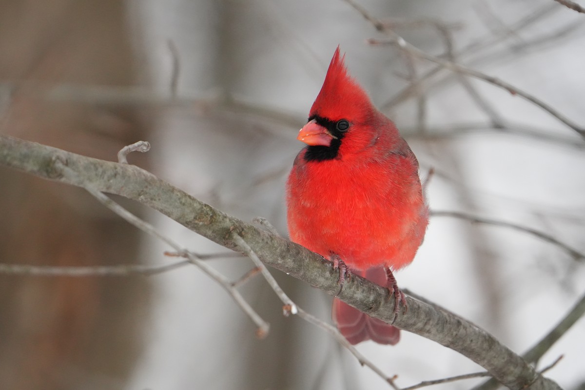 קרדינל צפוני - ML646524582