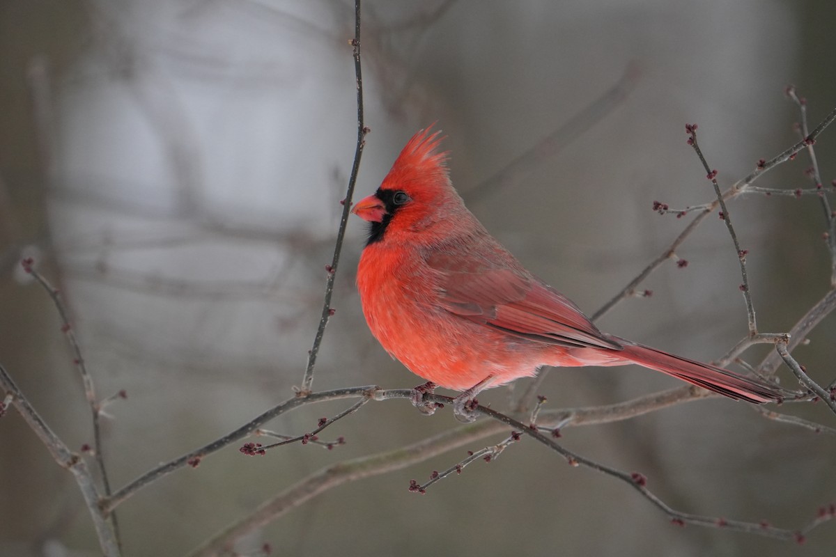 Kardinal arrunta - ML646524583