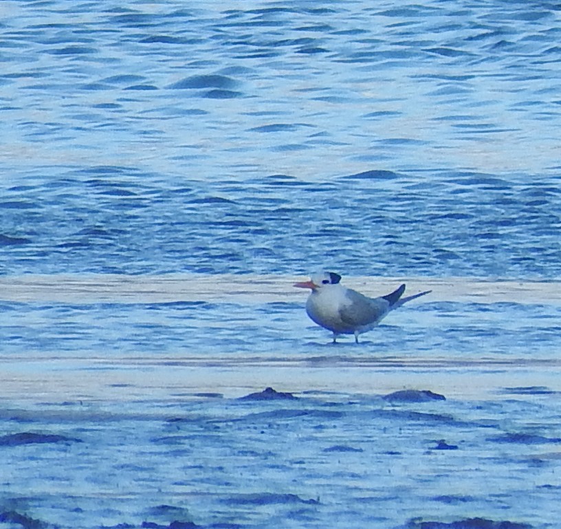Lesser Crested Tern - ML646524584