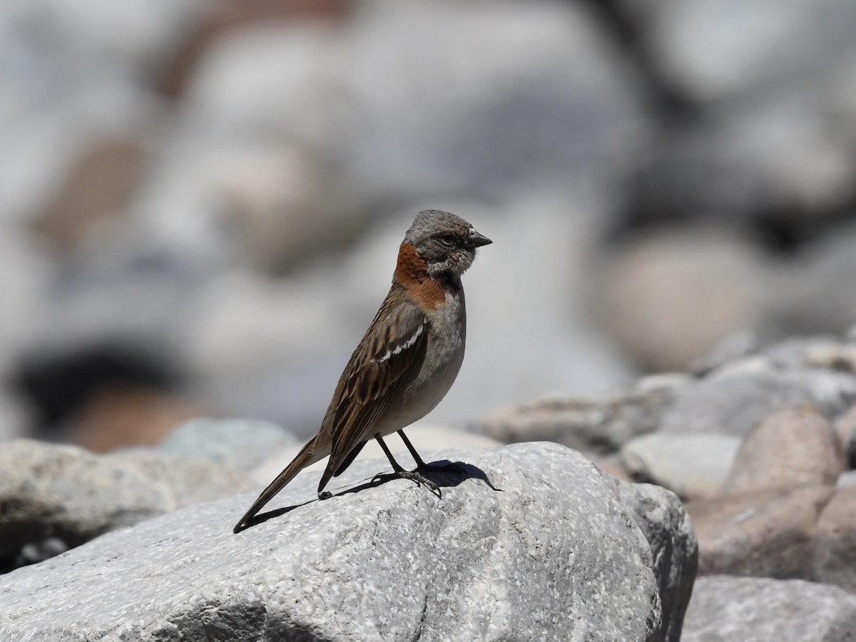 Rufous-collared Sparrow - ML646524585