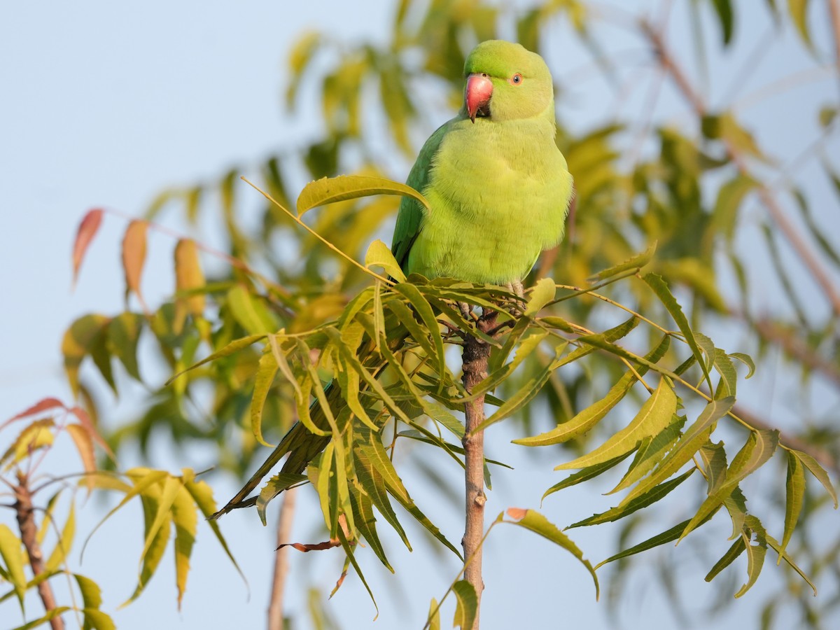 דררה - ML646524586
