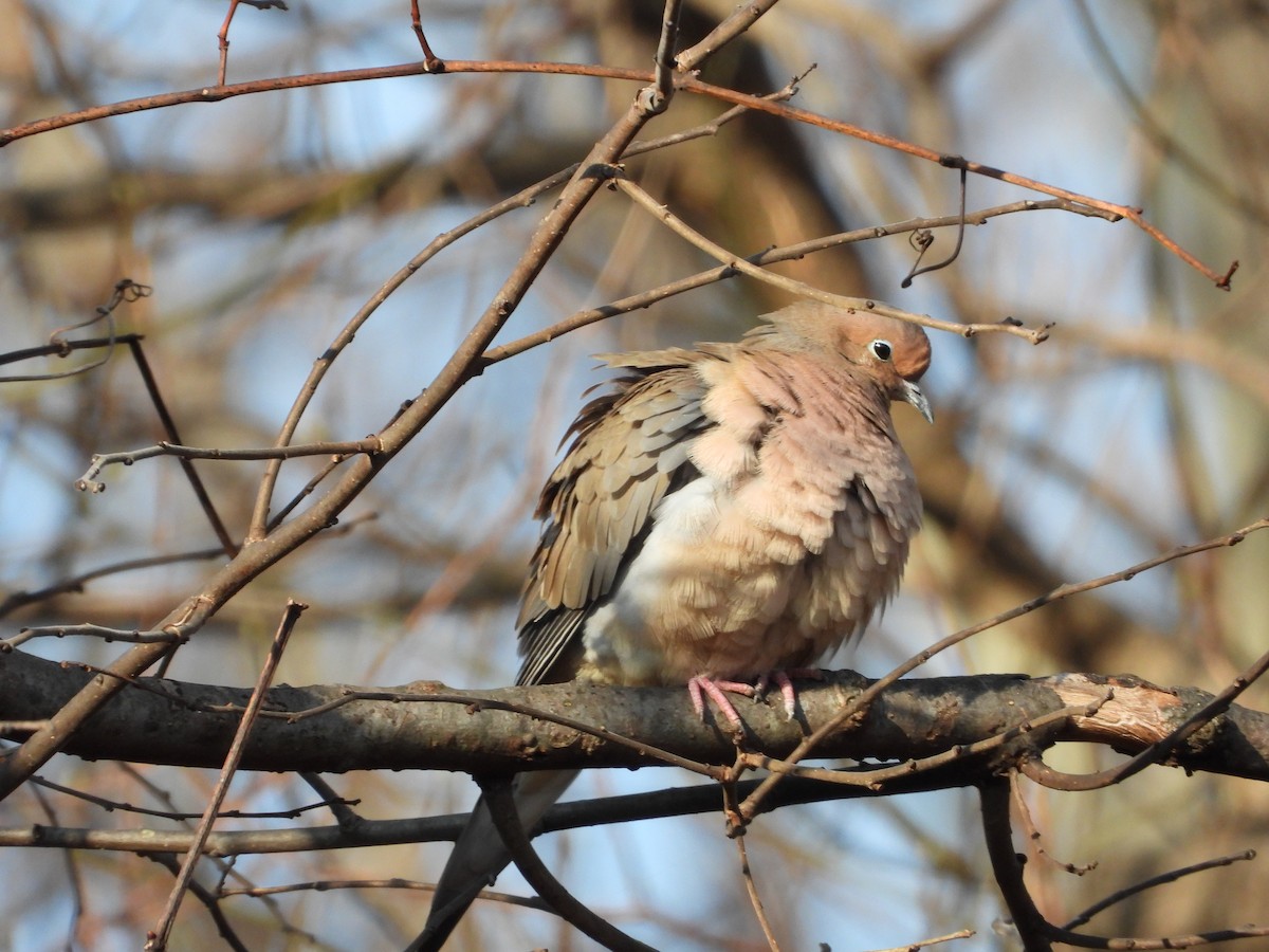 תורית אמריקנית - ML646524587