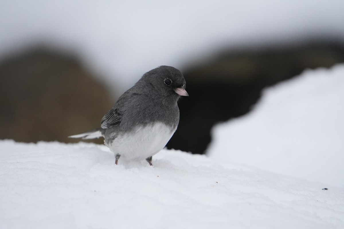 Dark-eyed Junco - ML646524588