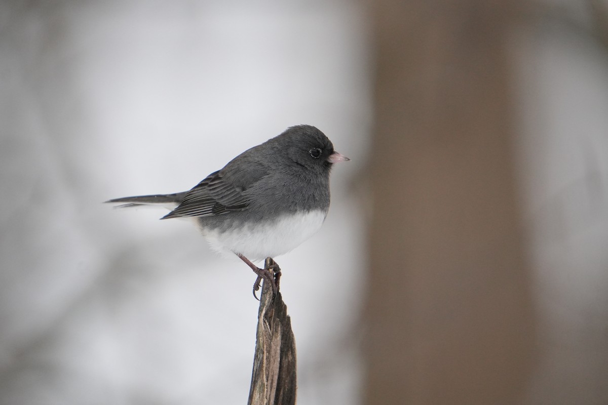Dark-eyed Junco - ML646524589