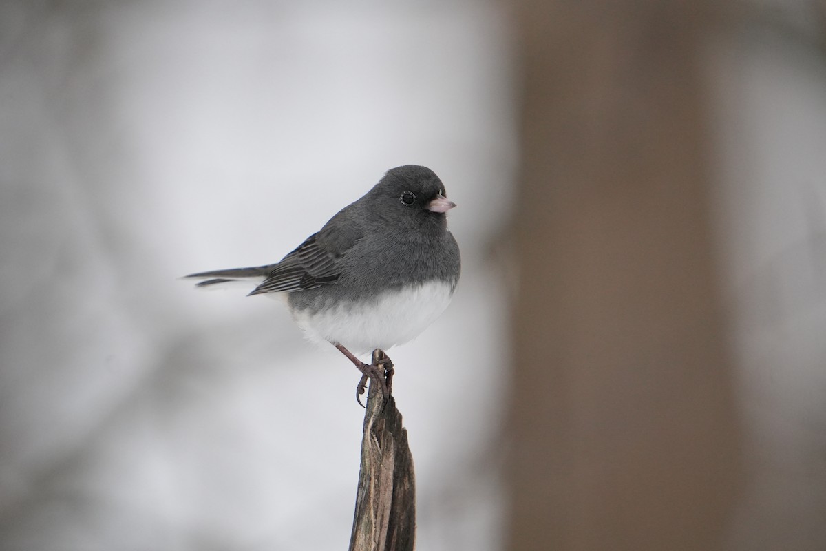 Dark-eyed Junco - ML646524590