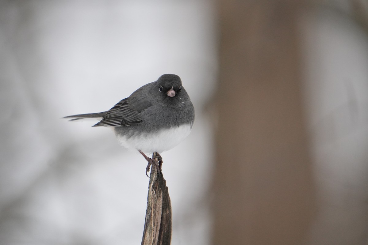 Dark-eyed Junco - ML646524591