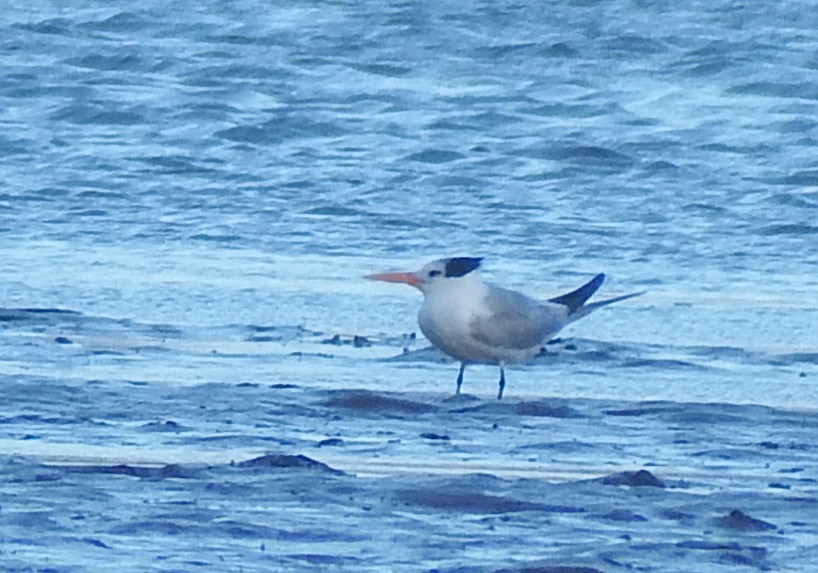 Lesser Crested Tern - ML646524593