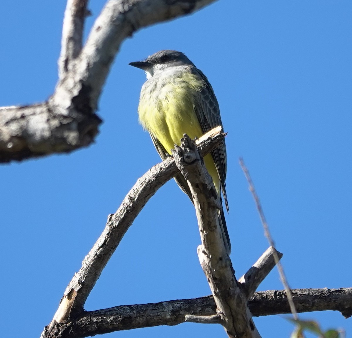 Cassin's Kingbird - ML646524594