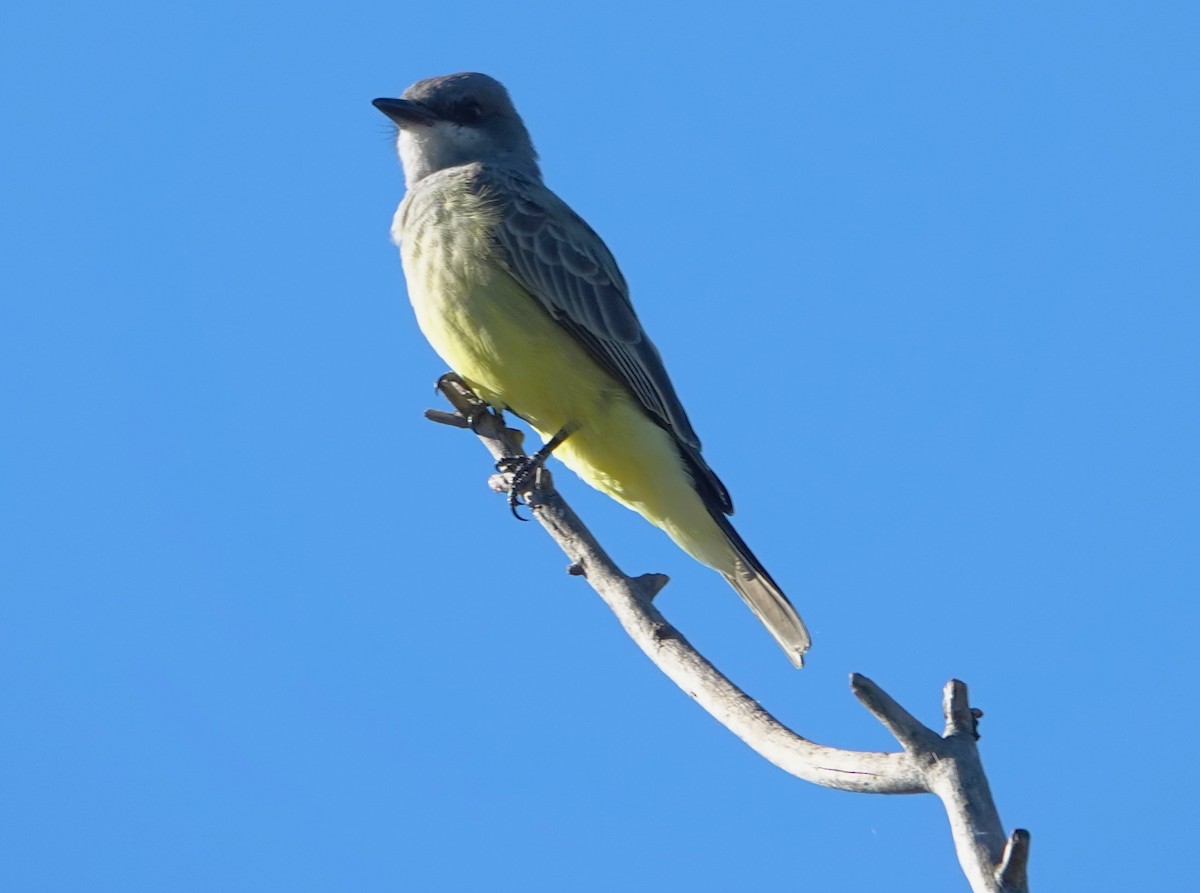 Cassin's Kingbird - ML646524595