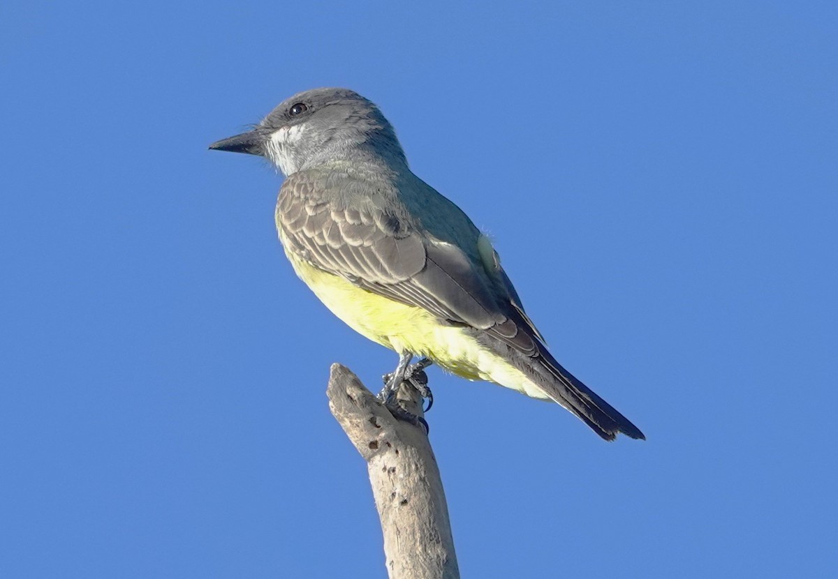 Cassin's Kingbird - ML646524596