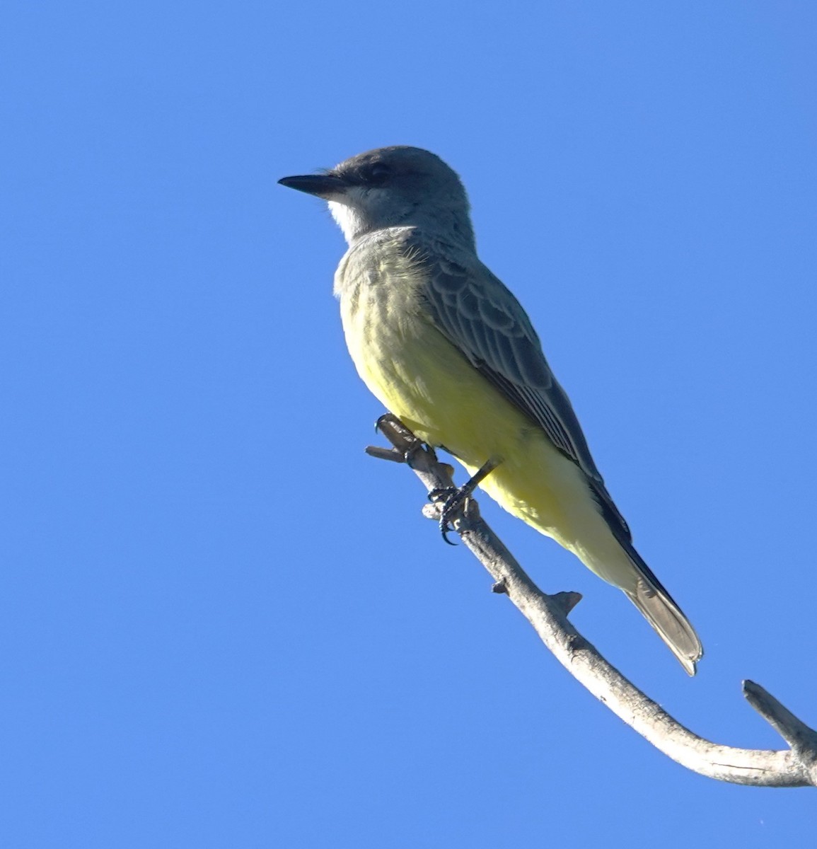 Cassin's Kingbird - ML646524597