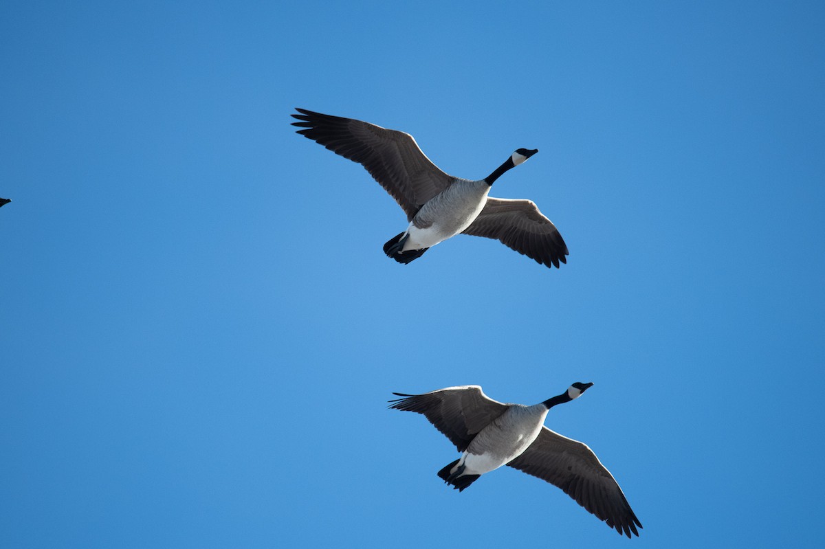 ברנטה גוצית - ML646524598