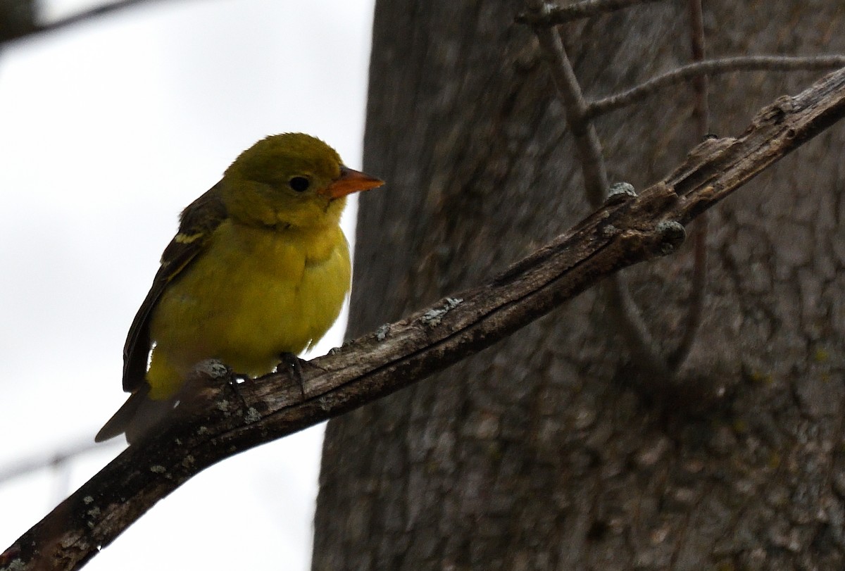 Western Tanager - ML646524599