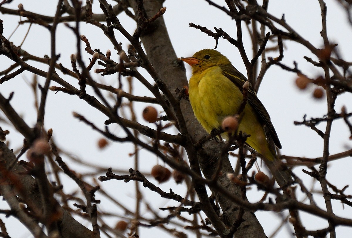 Western Tanager - ML646524600