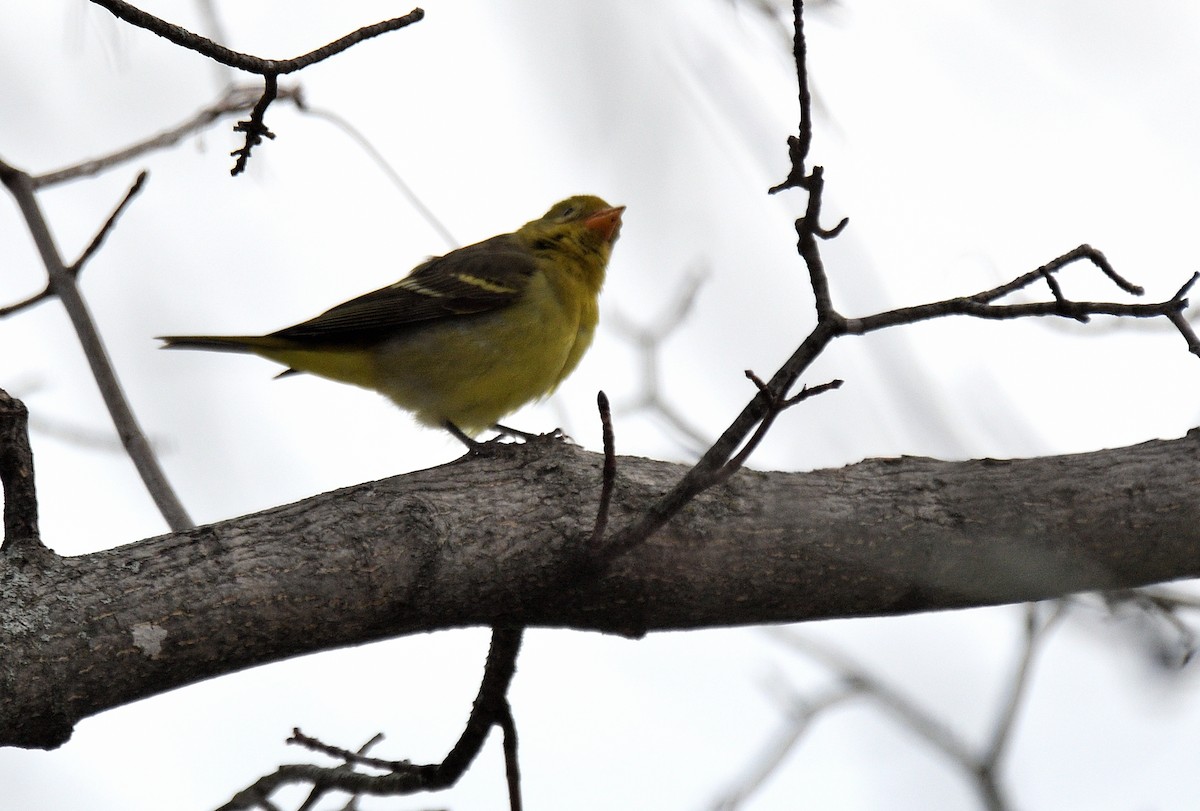Western Tanager - ML646524601