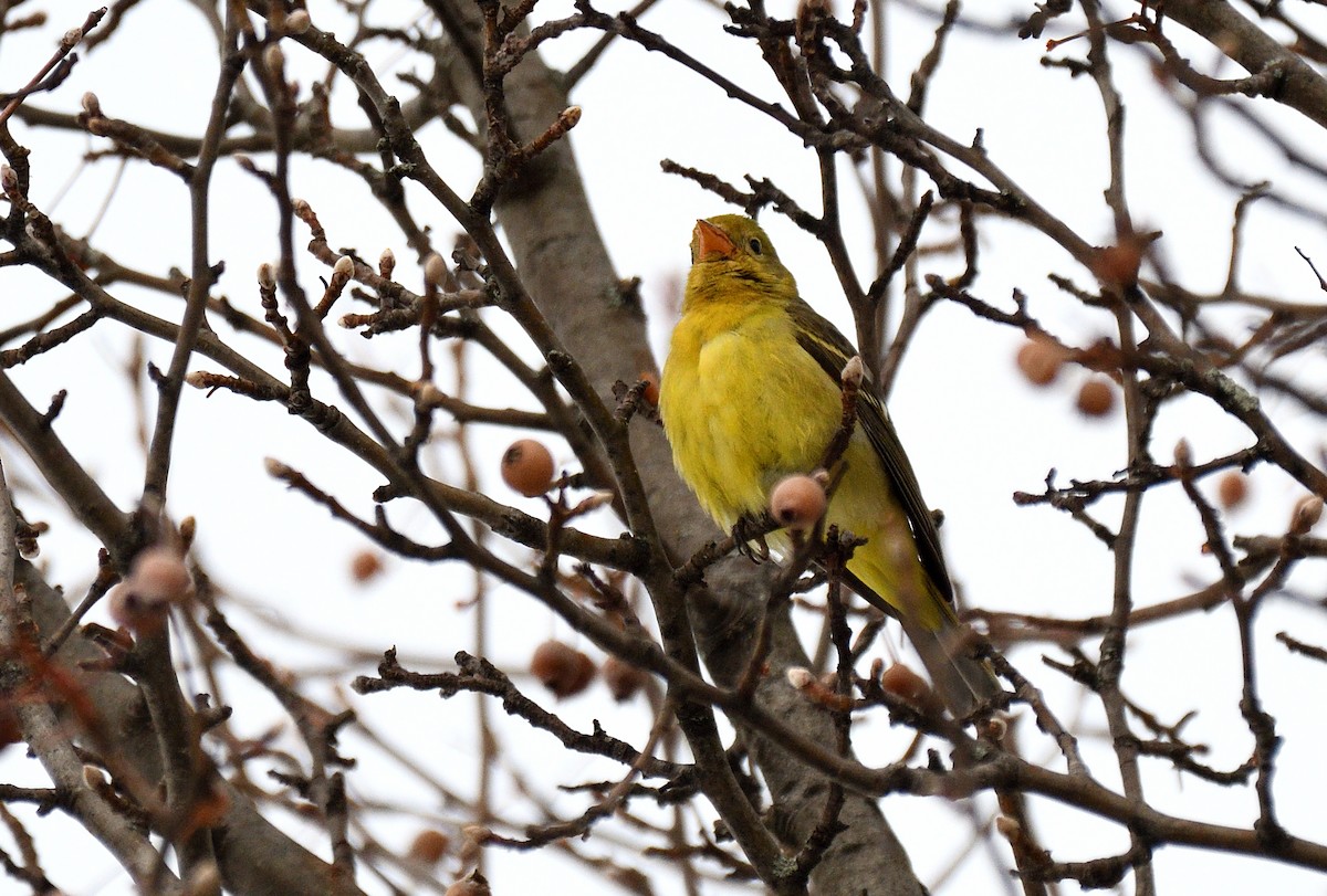 Western Tanager - ML646524602