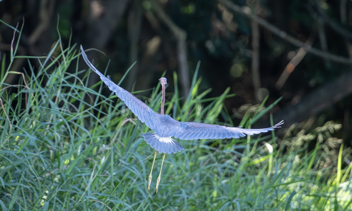 Tricolored Heron - ML646524603