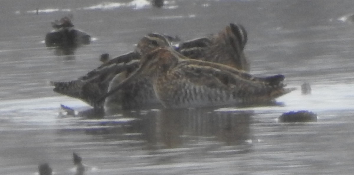 חרטומית אמריקנית - ML646524604