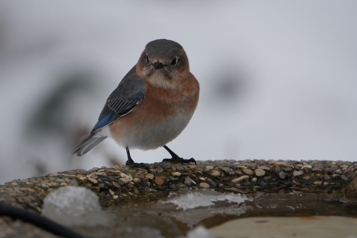 Eastern Bluebird - ML646524605
