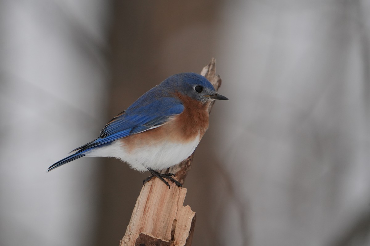Eastern Bluebird - ML646524606