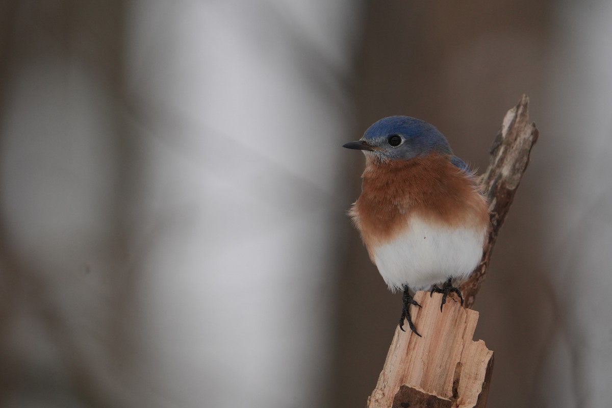 Eastern Bluebird - ML646524607