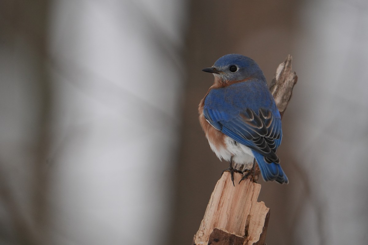 Eastern Bluebird - ML646524608