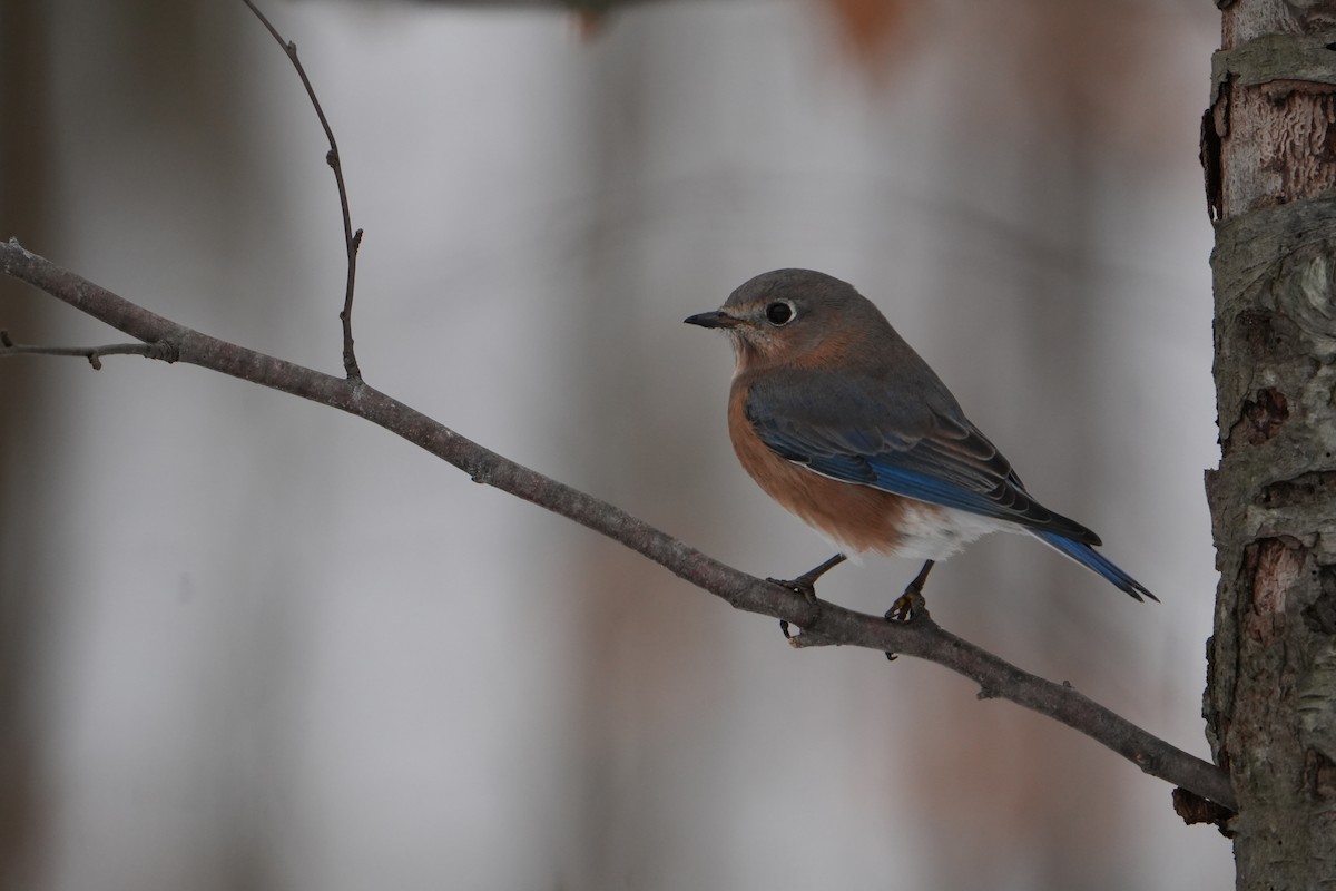 Eastern Bluebird - ML646524609