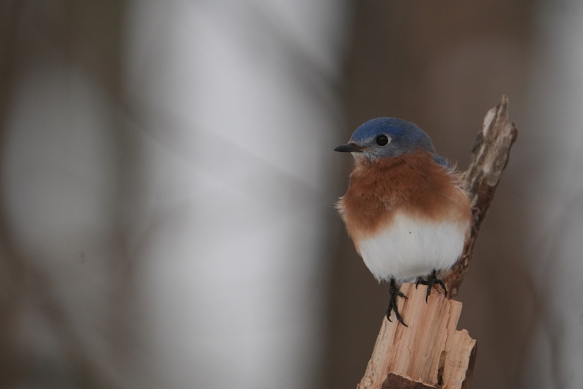 Eastern Bluebird - ML646524610